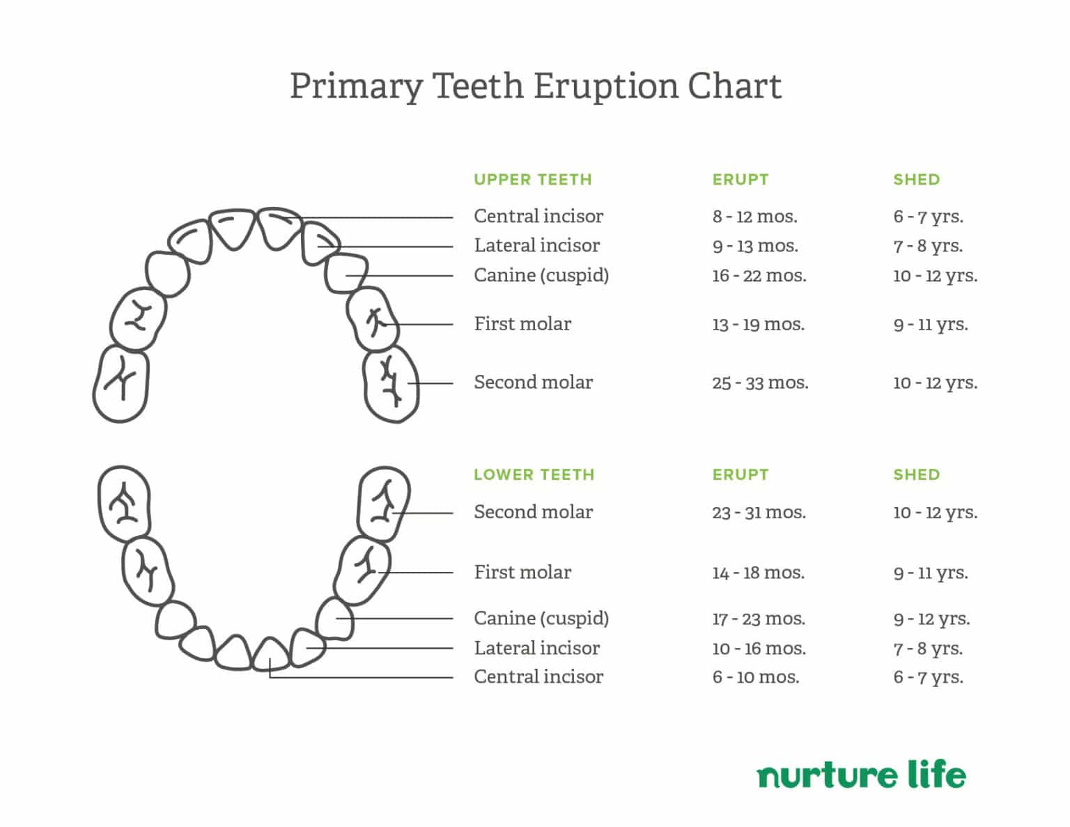 Six Year Molars Losing Baby Teeth Expect | Healthy Kids Meal Delivery ...